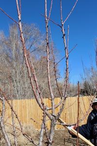 Pruning, UCANR Merced