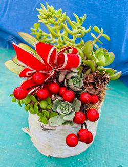 succulent yule log, Judy Hecht