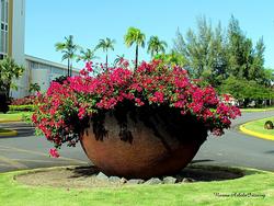 container gardening - san jose