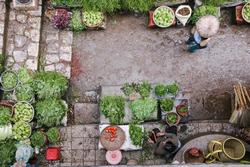 sustainable veggie garden