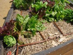 Drip-Irrigation; Master Gardener Assoc Sandiego