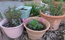 plants in pots, photo by Diana Aston