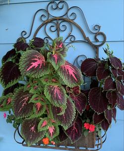 Coleus Basket, Laura Westley