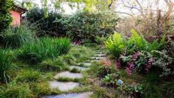 ferns & shade plants