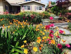 spring flower showcase, lawn replacement