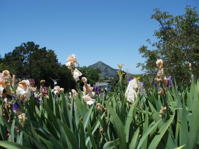 view from the garden