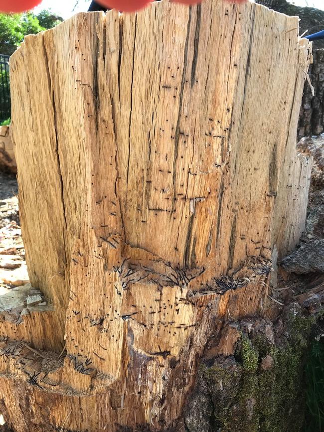 Infested stump, by Robert Rabaglia, USDA Forest Service