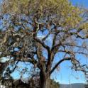 Valley Oak in Calistoga. Photo by Dr. Akif Eskalen, UC Davis