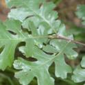 Valley oak leaf. Photo by Akif Eskalen, UC Davis.