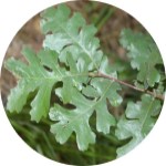 cropped circle of oak leaf 150 px