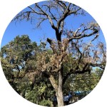 cropped circle valley oak 150 px