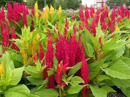Red and yellow flower plumes on celosia