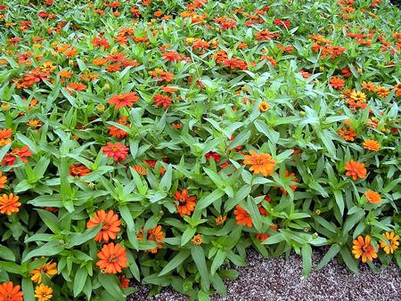 Zinnia with orange flowers