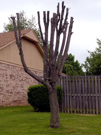 An attempt was made to artfully shape a tree by heading back limbs