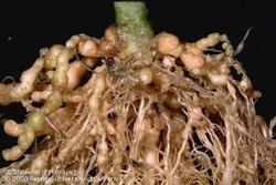 knobby roots of a tomato infested by root knot nematodes