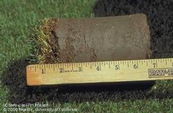 Core of soil taken from a putting green