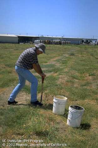 Man with buckets testing soils