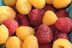 Ripe yellow and red raspberries. Photo by Kathy Garvey.