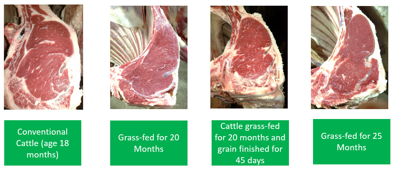 Whole Carcass of Grass-fed Angus Beef – Grazing Days