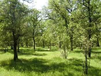 oak scenery 2
