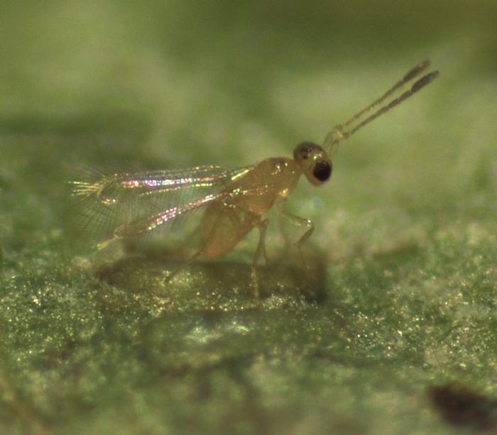 Anagrus daanei ovipositing into VCLH egg (2)