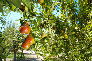 Seckel pears. source: www.calpear.com