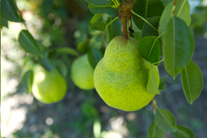 Bartlett pears. source: www.calpear.com