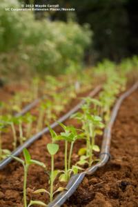 Seedlings