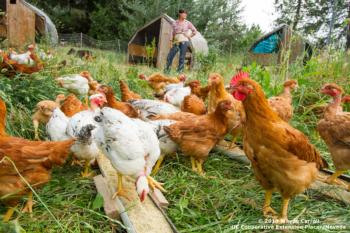 chickens, pasture, Dinner Bell Farm