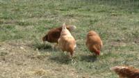 3 chickens scratching ground