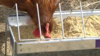 Chicken chowing down on feed_CU