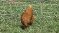 Chicken eating natural bugs_MS