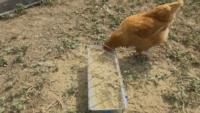 Chicken eats at feed stand_Zoom