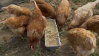 Chickens eating around feed tray_MS