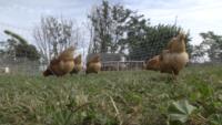 Chickens eating at ground level_MS
