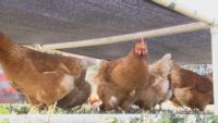 Chickens under shade_MS