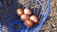 Eggs in wire basket_CU