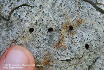 Characteristic D-shaped entry-holes of Gold-spotted oak borer. Source: Tom Coleman, USFS