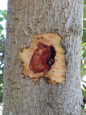 Discolored cavity beneath the bark of a tree infected with Xanthomonas campestris. Source: Akif Eskalen, UCANR