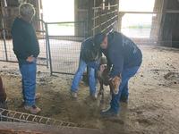 Service Project to Elkus Ranch - Vaccinations and hoof trimming