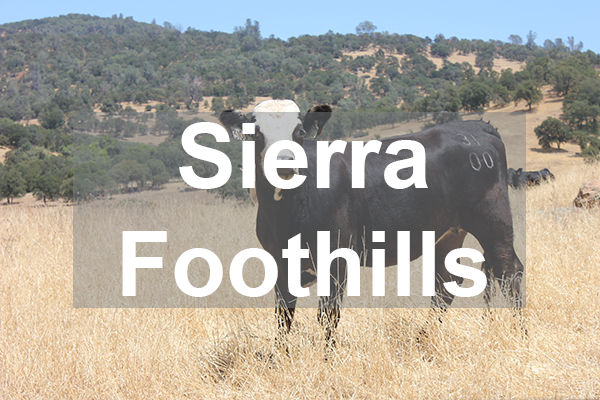 Sierra Foothills REC