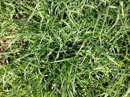 The Rhodes grass (1)