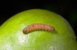 Codling moth larva (click to enlarge)