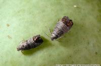 Codling moth adults (click to enlarge)