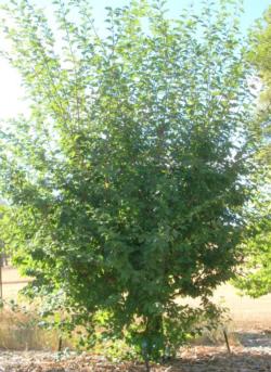 Plum tree before pruning<br> (click to enlarge)