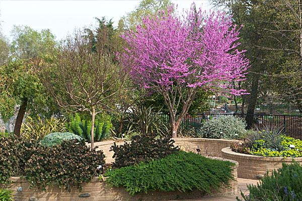 The Mediterranean garden in March