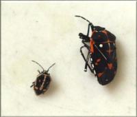 Bagrada bug (left) vs. harlequin bug<br>(click to enlarge)