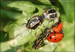 Bagrada bugs and convergent lady beetles<br>(click to enlarge)