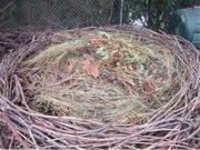 Building the Bird Nest