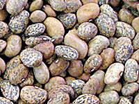 'Blue Speckled' tepary beans
